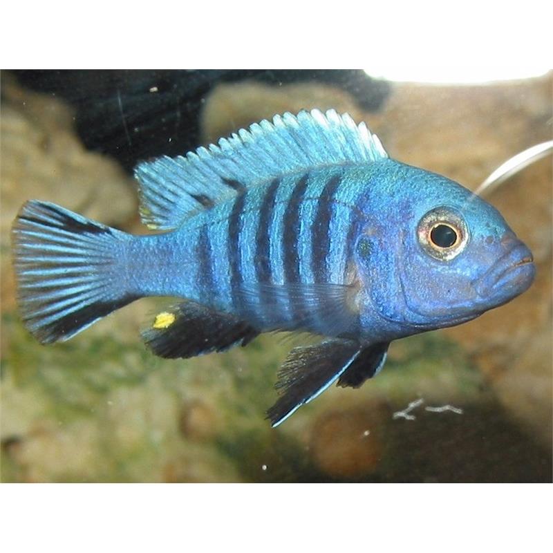 Pseudotropheus	zebra - imagine 5